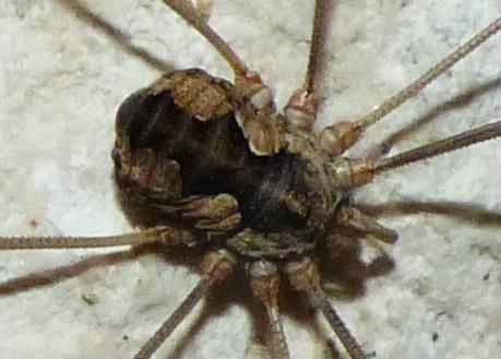 Réf. 226 484 : Phalangium opilio